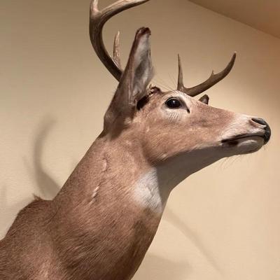 Whitetail Deer Shoulder Taxidermy Mount