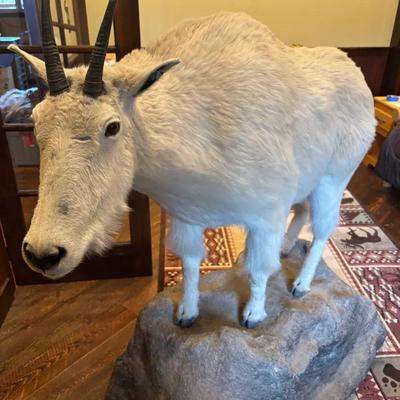 Full Taxidermy Rocky Mountain Goat On Wheels