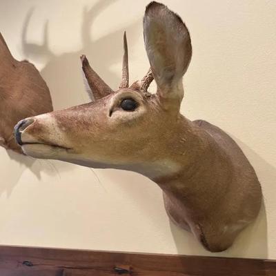 Whitetail Deer Shoulder Taxidermy Mount