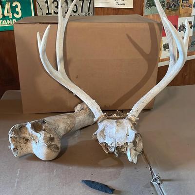 Deer Antlers Animal Bone and Arrowhead
