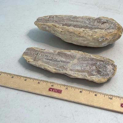 Ancient Split Nodule Fish Fossil 7"
