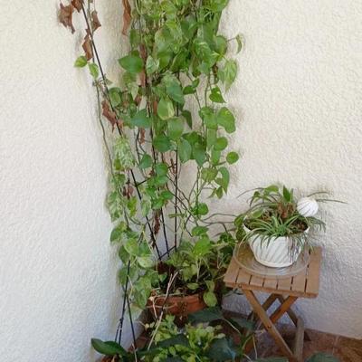 Patio Plants - Pothos, Cactus, Orchid+++