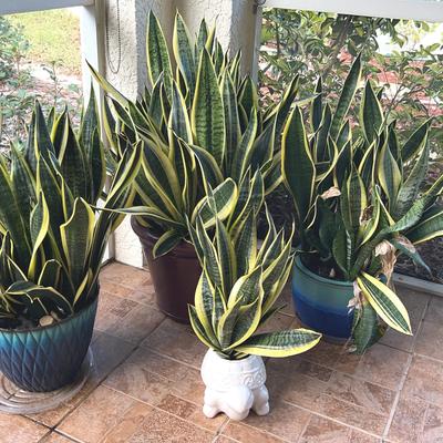Snake Plant Lot - Dracaena Trifasciata - 4 In All Very Healthy