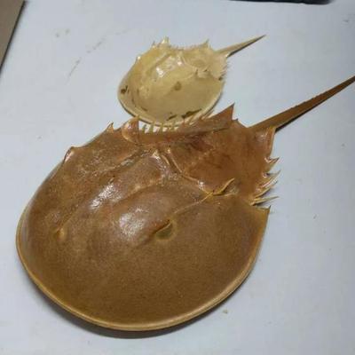 Pair of Preserved Horseshoe Crabs – Large and Small