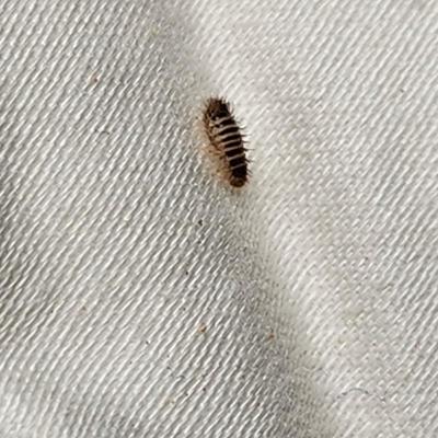 Sale Photo Thumbnail #495