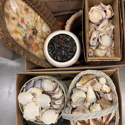 Mystery Seashell Collection