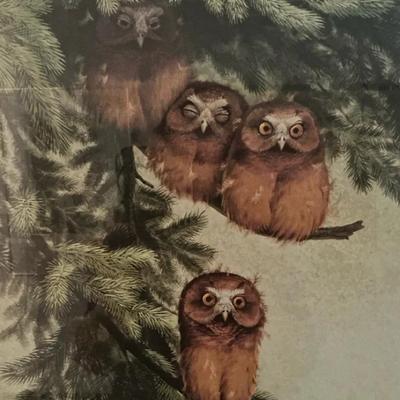 Baby Saw-whet Owls By Coheleach Print