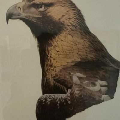 Imperial Eagle By Guy Coheleach Lithograph