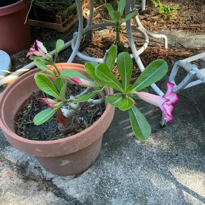 Desert Rose Needs A Loving Home