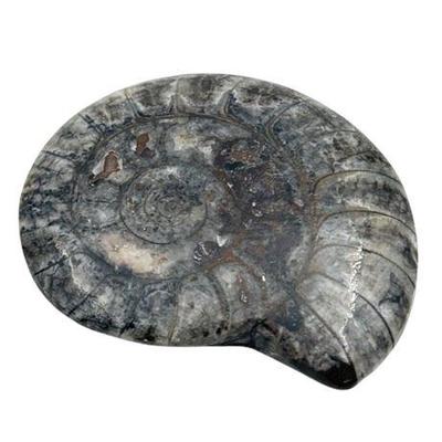 Sale Photo Thumbnail #54: Lot 075   
Goniatite Ammonoid Polished Natural Fossil