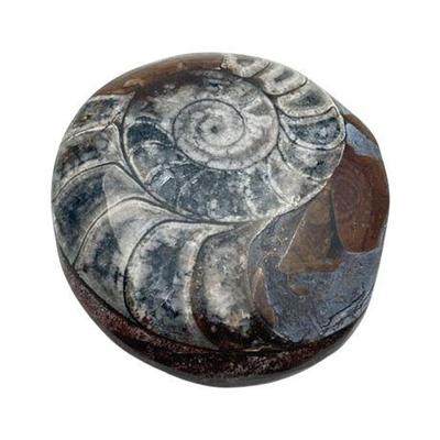 Sale Photo Thumbnail #55: Lot 076   
Goniatite Ammonoid Polished Natural Fossil