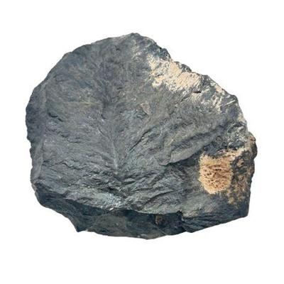 Sale Photo Thumbnail #78: Lot 123 
Fern Plant Preserved In Fossilized Coal