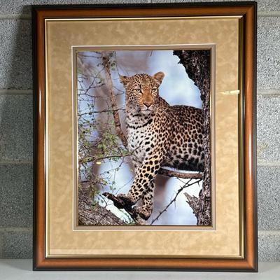 Signed Photograph of a Leopard | A photographic print on glossy paper, nicely matted and framed; signed, possibly "Jerry" or...