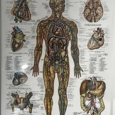 Vintage Doctor’s Office Vascular System & Viscera Poster