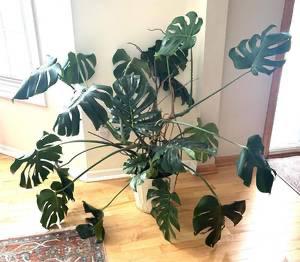 Sale Photo Thumbnail #23