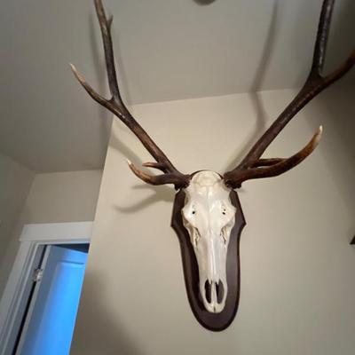 Antler rack