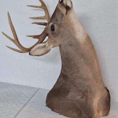 Professionally Crafted 9-Point White Tail Deer Taxidermy Shoulder Mount - Quite an Impressive Piece!