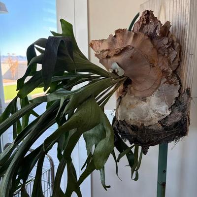 Staghorn Fern In Wooden Board 