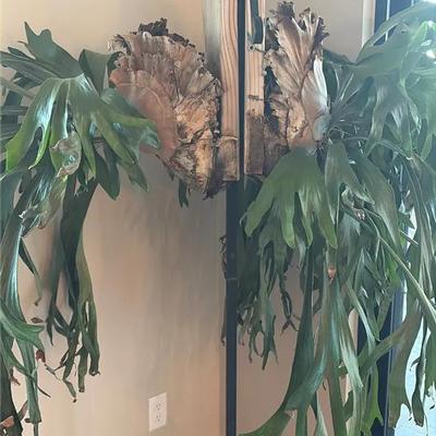 Two Staghorn Ferns With Plant Display Stand