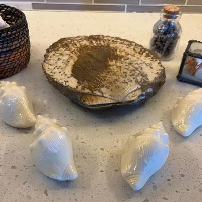 Beach and Nautical Seashell Collection