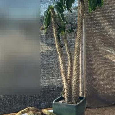 Madagascar Palm W/ Monkey Tail Cactus 