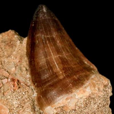 Prehistoric dinosaur tooth with certificate