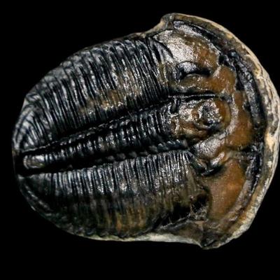 Prehistoric fossil collection with certificates