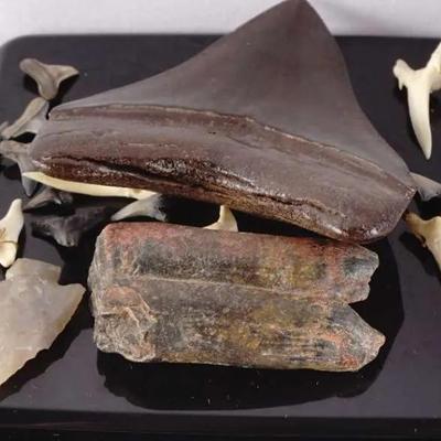 Megalodon Shark Tooth & Fossil Lot – Arrowheads and Assorted Specimens