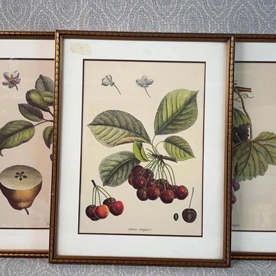 Antique Prints