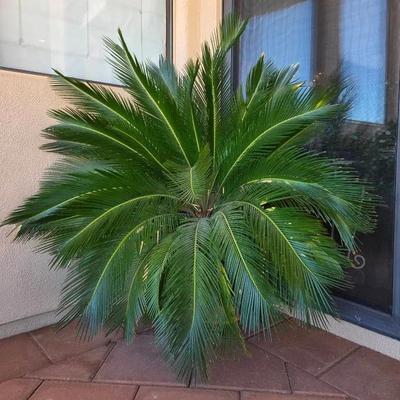 Sago Palm in Green Pot