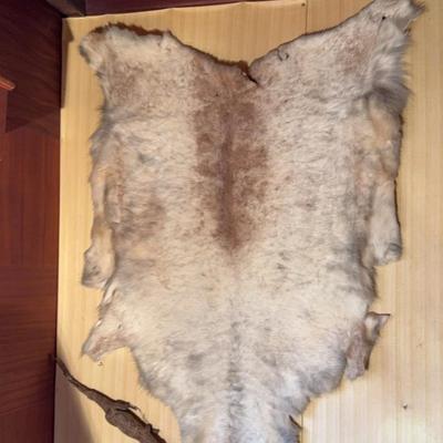 Animal Skin & Small Crocodile
