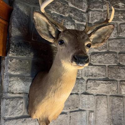 Mounted Deer Head