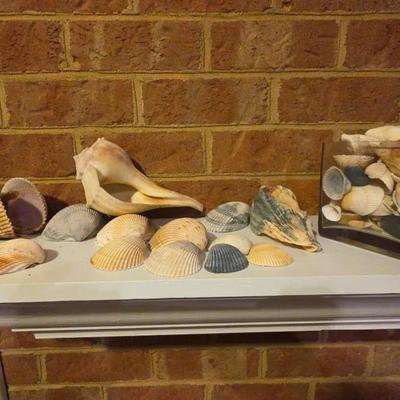 Sea Shell Assortment 