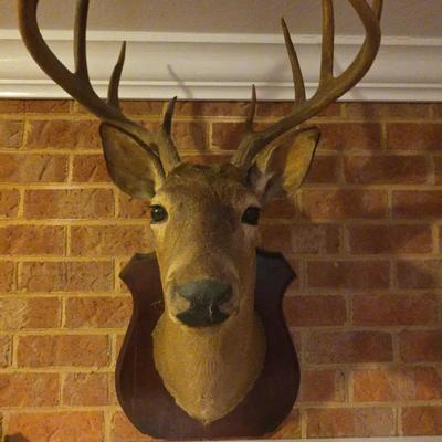 10 Pointer Deer Head Shoulder Mount
