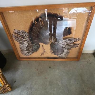 Framed Turkey Feathers And Print