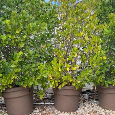 Sale Photo Thumbnail #350