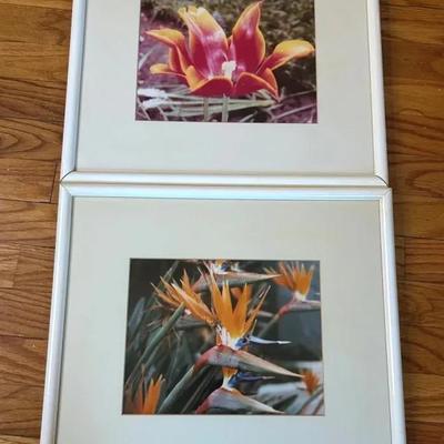 (2) Framed Botanical Prints