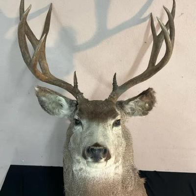 Mule Deer Shoulder Mount