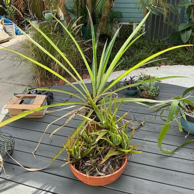 Spikey Friends - Aloe & Pineapple