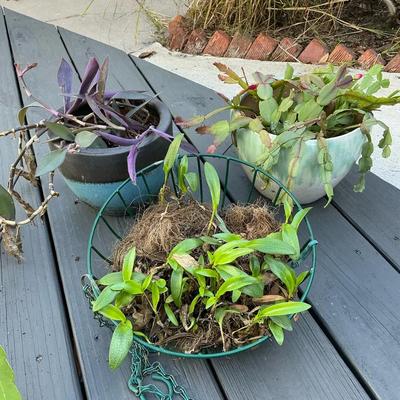 Small Hanging Orchid, Thanksgiving Cactus & Purple Jew