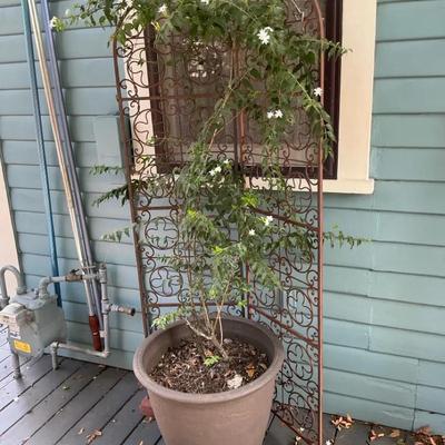 Jasmine Climber With Trellis