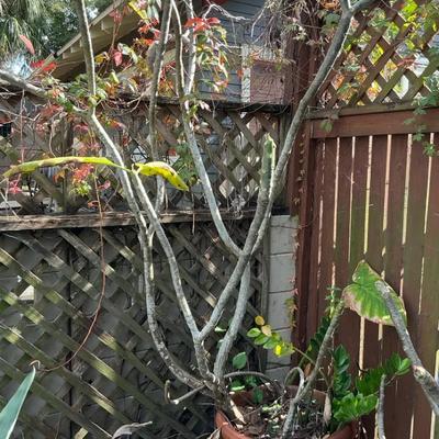 Large Plumeria With ZZ Friend In Clay Pot