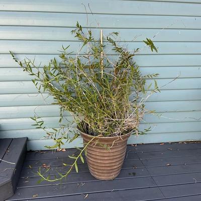 Huge Epidendrum Orchid