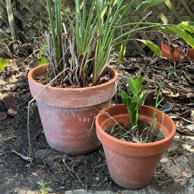 Pair Of Clay Pots With Bird Of Paradise And ZZ
