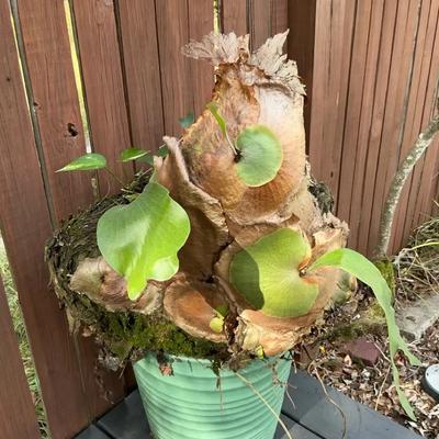 Staghorn Fern Ball