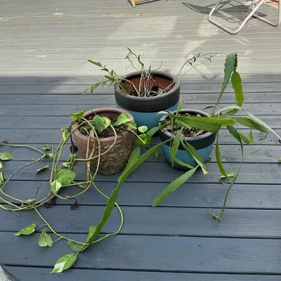 Large Pottery Pots W/ Cactus, Orchid & Pothos