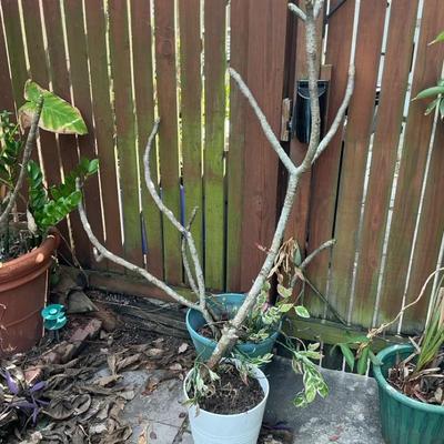 Plumeria Four Stalks