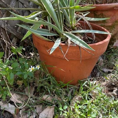 Clay Pot With Yucca Type Plants