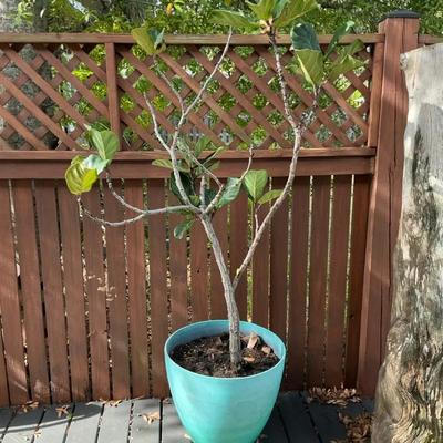 Fiddle Leaf Fig