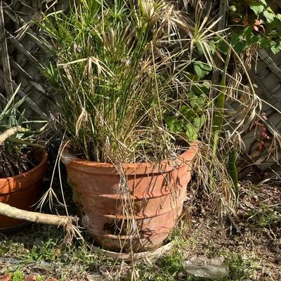 Large Clay Pot With Papyrus Plant